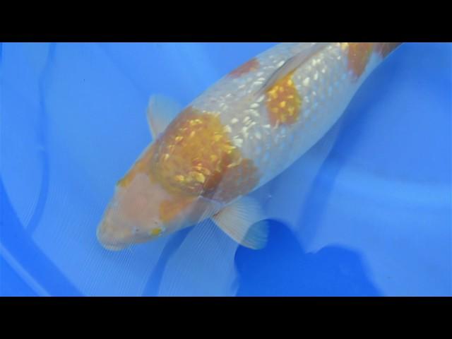 Auktion #263, Konishi Koi Farm, Ginrin Ochiba Shigure, 55 cm, 2 Jahre, weiblich