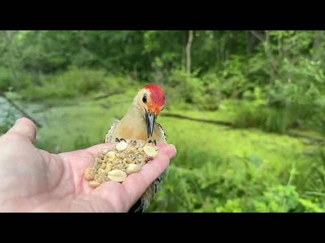 Hand-feeding Birds in Slow Mo - Northern Cardinal