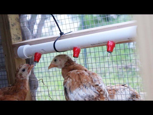 (DIY) PVC Pipe Chicken Waterer