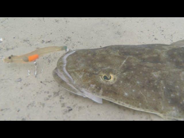 Rio's Prawn Review with Flathead fishing action - My Lure Box