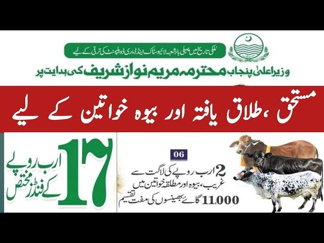 Punjab government Free Cow buffalo scheme 2024 For window and Divorced | Punjab Livestock scheme