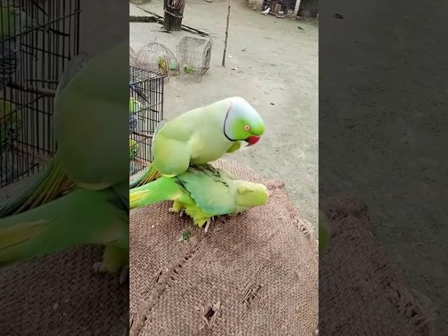 Parrot male and female masti  #parrot #shorts