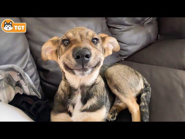 When God Sends You A Funny Dog  FUNNIEST Dogs