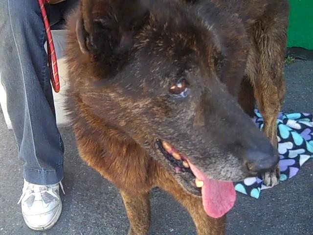 A5051116 Hope | German Shepherd