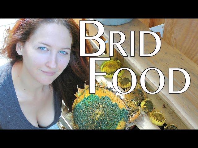 Grow your own homemade bird food