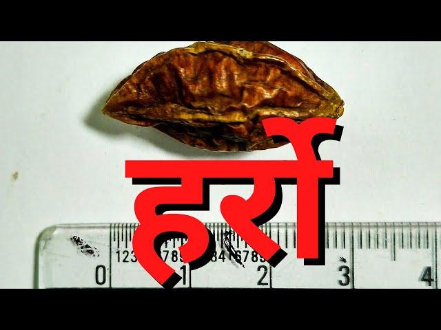 हर्रोको फाईदा || Harro or Terminalia Benefits for Health