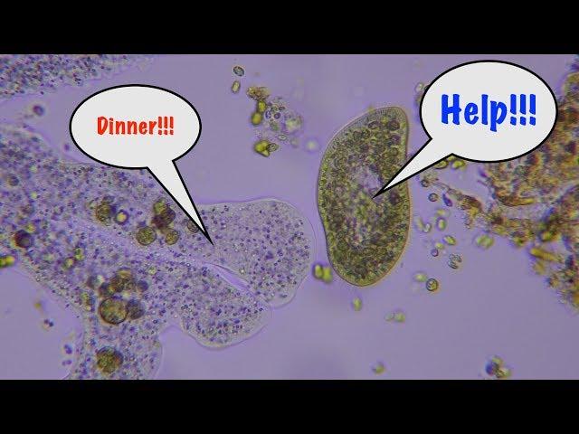 How do amoebas feed?