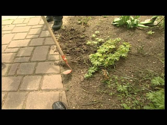 Gartentipps: lästiges Unkraut verbannen