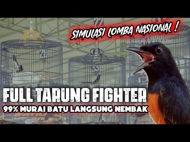 SIMULASI MURAI BATU BIKIN EMOSI  TERBARU 2023 