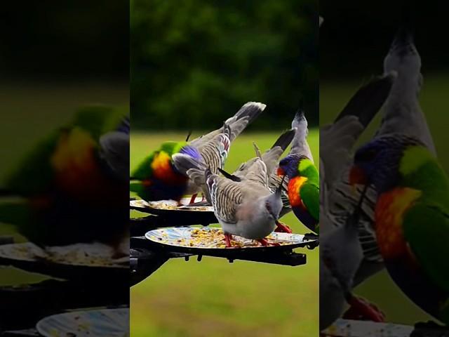 Beautiful Wildbirds of Australia #nature #shorts.