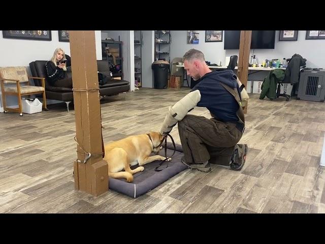 Shooter working on his obedience (week 1) - K9one Dog Training