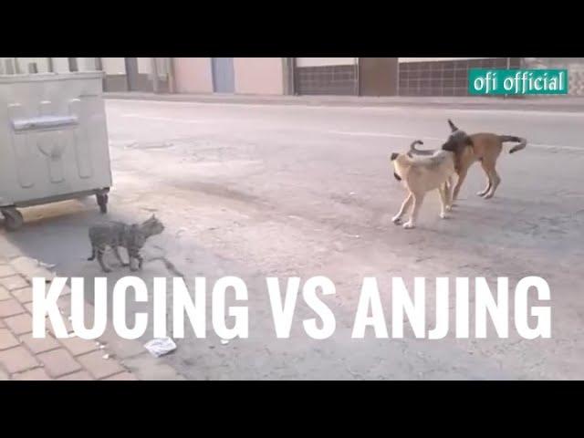 KUCING VS ANJING ( ketika kucing lebih galak dari anjing )