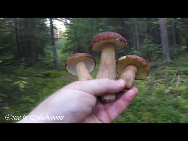 Собираем Боровики в августе. Белые грибы. Mushroom. Boletus.  Однажды в Грибах 2. 020818.