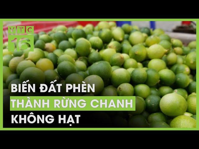 "Rừng" chanh không hạt giữa vùng đất phèn | VTC16