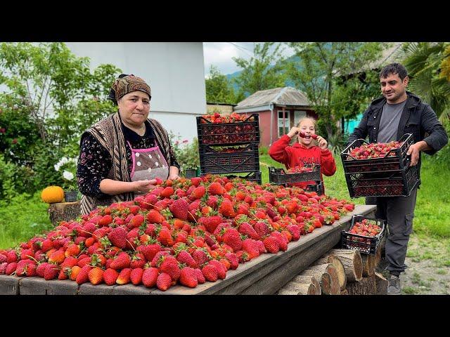 GRANDMA COOKING 50 KG STRAWBERRY! HARVESTING PORTULACA FOR HEALTHY LIFE GRANDMA'S GOLDEN RICE PILAF