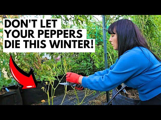 How to Winterize Your Pepper Plants So They Live/Produce For Many Years: Step-by-Step Garden Guide