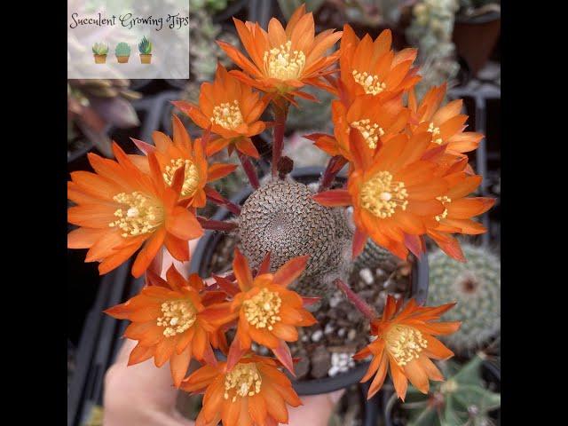 Rebutia Heliosa Quick Overview & Care Tips