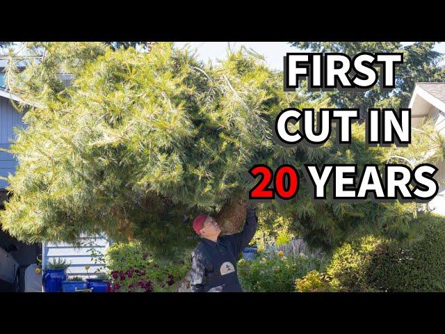 Styling a HUGE landscape white pine into a beautiful bonsai tree.