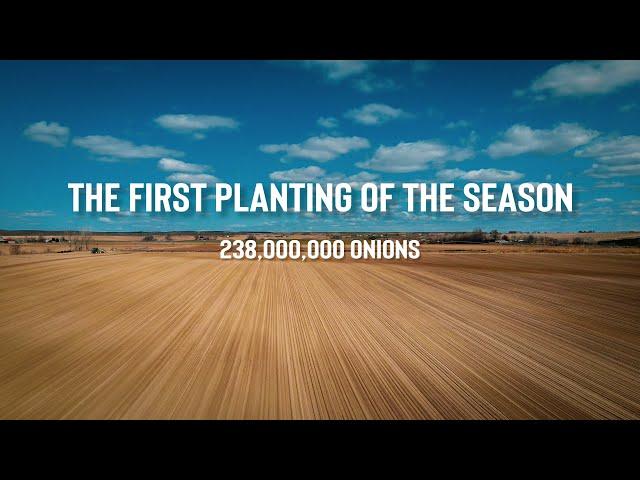 How to Plant Onions, 238 MILLION OF ONIONS  - ShayFarmKid Series, Episode 2 Owyhee Produce