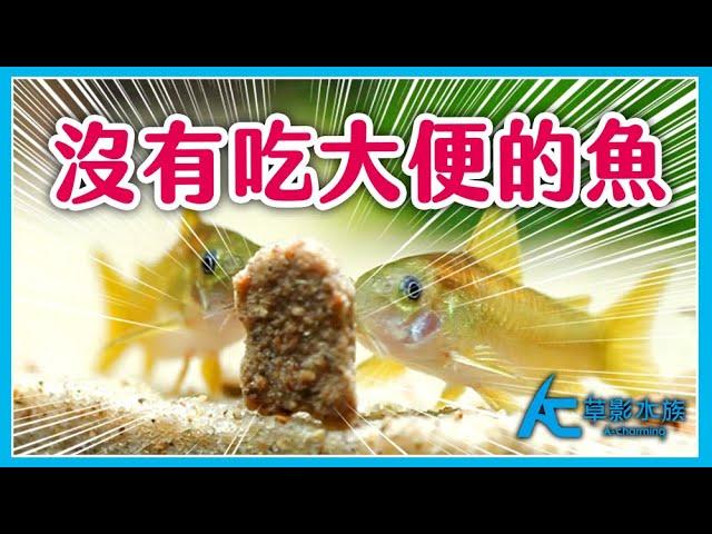 這世界上沒有會吃大便的魚。鼠魚 異形魚 都在撿什麼吃？｜AC草影水族