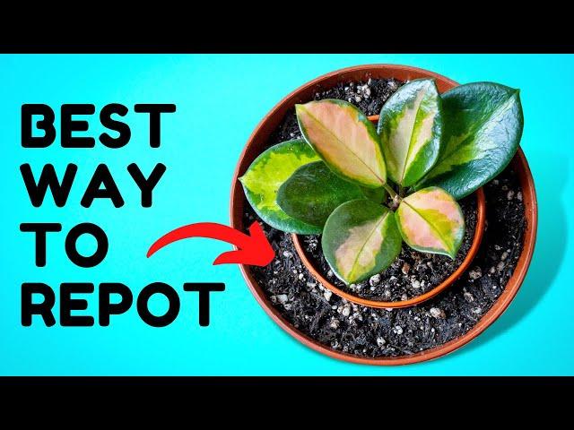 10 Ridiculously Simple Hacks Plant Experts Use