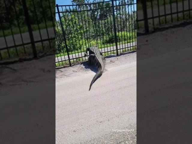 Giant alligator bends metal fence while forcing its way through