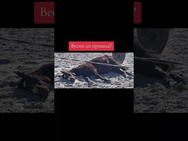 как спят кони #постойлошадей #школаверховойезды