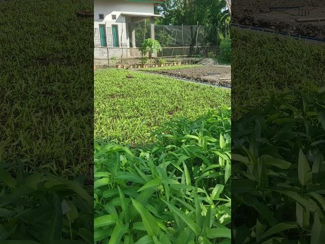 Nikmati Pagi Dengan Pemandangan Kebun #kebunsayuran