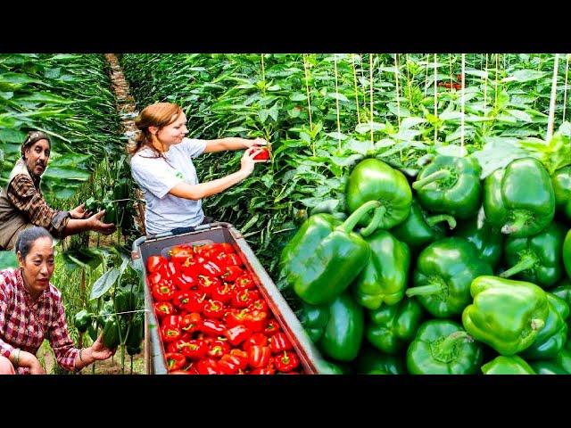 Awesome Greenhouse Bell Pepper Farming - Modern Greenhouse Agriculture Technology in Nepal