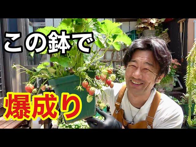 イチゴが爆成りするプランター　　【園芸超人カーメン君】