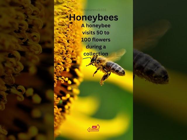 Honeybees