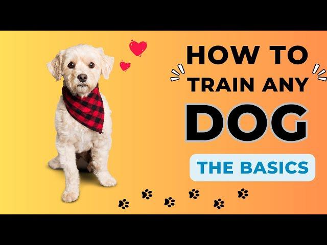 Dog Training 101: How to Train ANY DOG The Basics