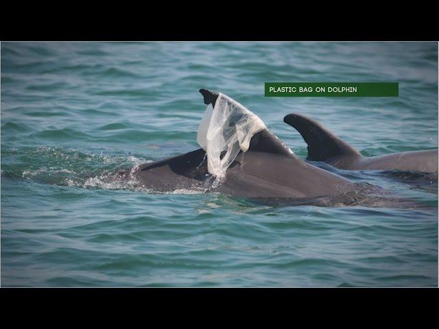 Trash Can Harm Dolphins