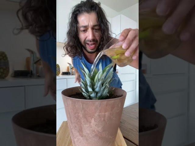 Grow a Pineapple with a Pineapple Top | creative explained