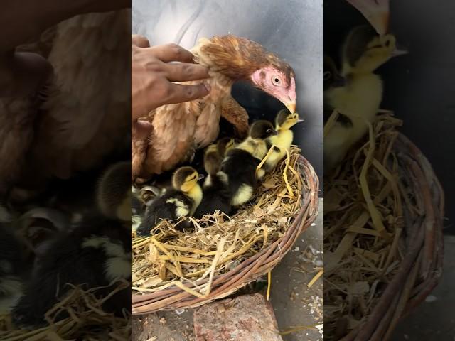 Young hen Hatched many Ducks