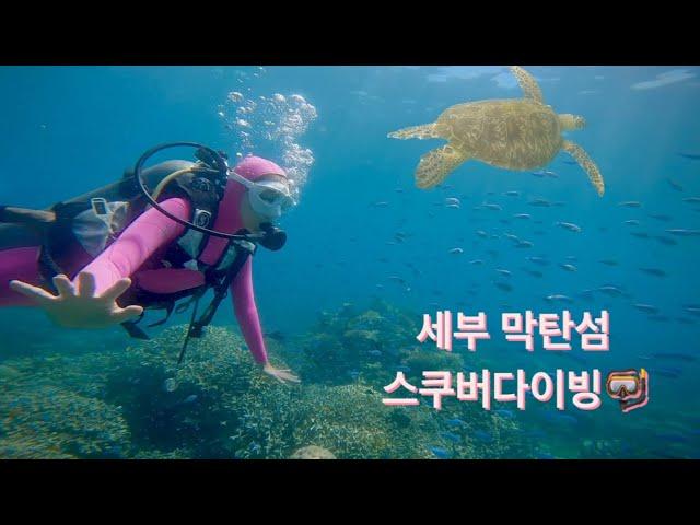 세부 막탄섬 스쿠버다이빙 (ft.거북이를 영상에 담았어요*-*)