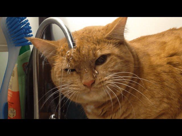 Funniest Cats  - Don't try to hold back Laughter  - The Pet Collective