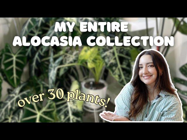 My Entire Alocasia Collection 2024! Common & Rare!