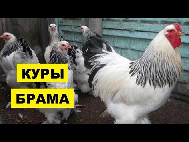 Разведение кур породы Брама как бизнес идея | Куры Брама