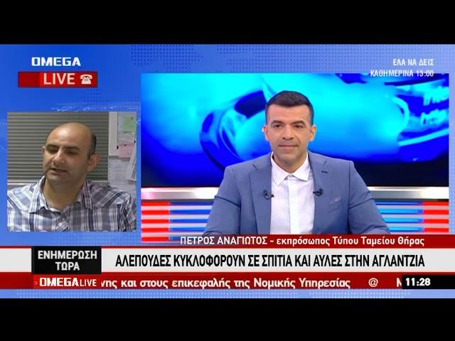 Αγλαντζιά αλεπούδες