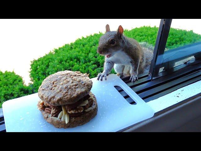 Squirrels' reactions to NutBurger