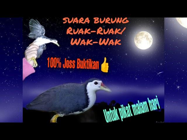 Suara burung Ruak-Ruak / Wak-Wak untuk pikat malam hari