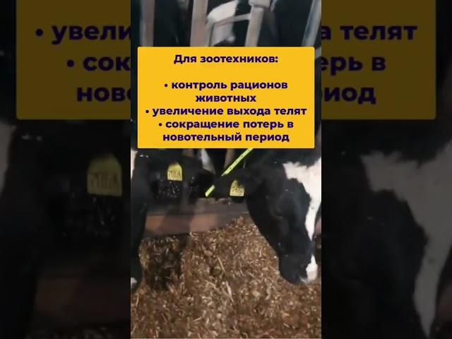 Выявление коров в охоте с помощью Heatime