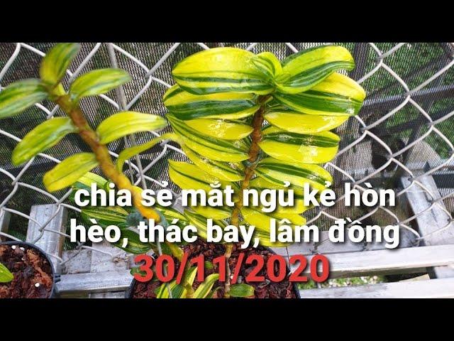 lan phi điệp lá kẻ phát tài - 6 mắt hải phòng - minh vũ 1 - bệt - 0867487638 - Hoa Lan Đất Việt