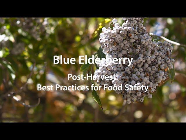 Blue Elderberry: Post Harvest