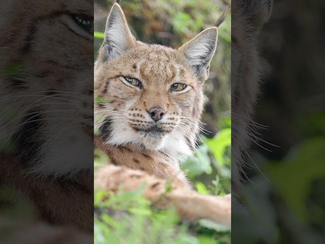 filming european lynx