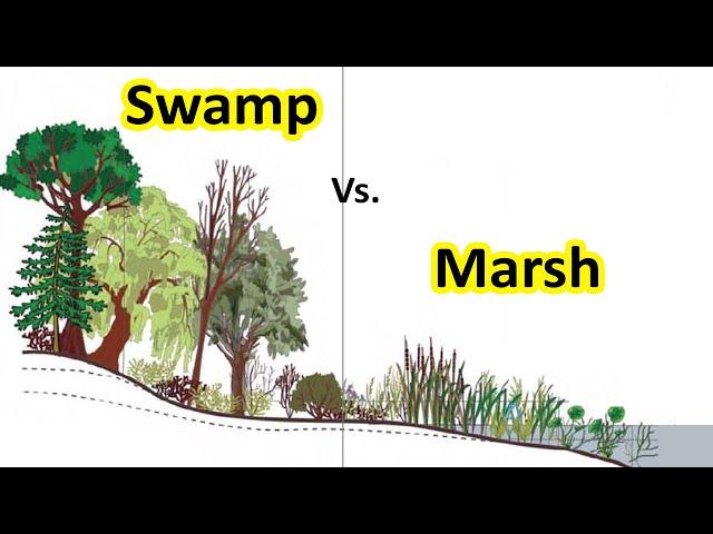 What is Swamp | Difference between Swamp & Marsh | Geography terms