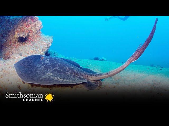 The Stinger on This Sting Ray Can Easily Kill You | Smithsonian Channel