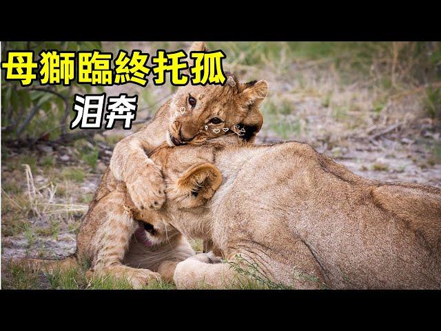 被打敗的獅王毒牙（Fang male）, 和他的獅群到底經歷了什麼？結局如何？#母子情深 #獅子王國