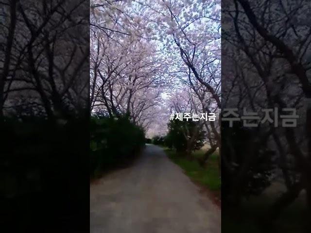 #제주벚꽃구경#함덕여행#시골집민박
